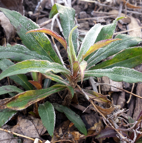 goldenrod seedling with frost on many leaves