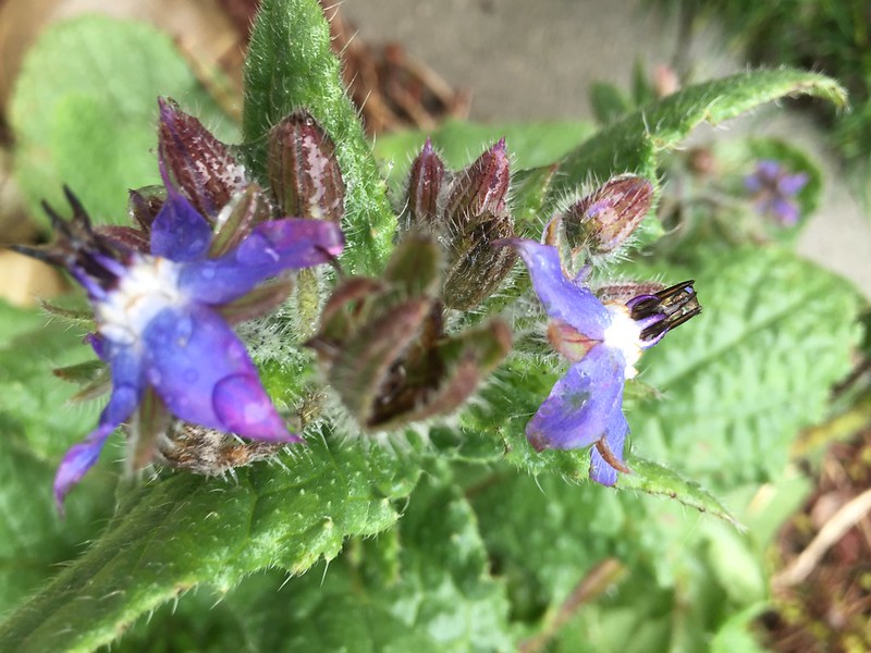 Borage 2.1,2016