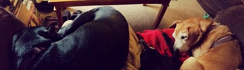 Doberman puppy and senior hound siblings after Christmas cuddling - Lapdog Creations