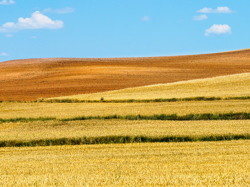summer yellow landscape design spain wheat fields ochre klaus omd em1 castillaleon ressmann omdem1 flcnat klausressmann