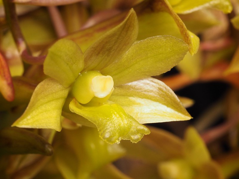 Dendrobium ionopus (= D. epidendropsis)