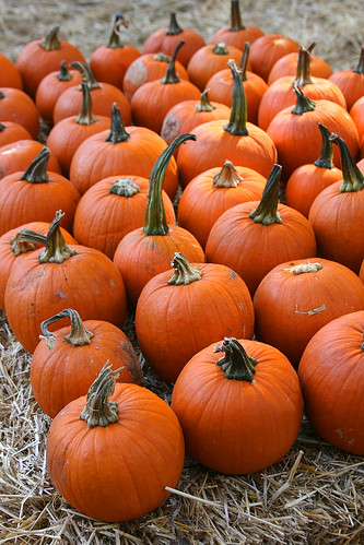 pumpkin group