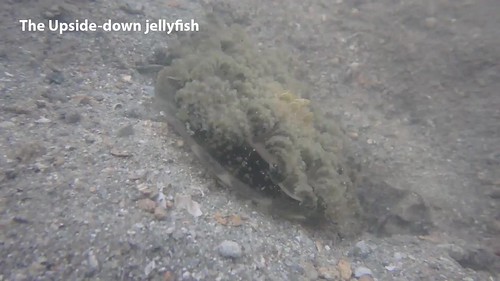 Upsidedown jellyfish (Cassiopea sp.)