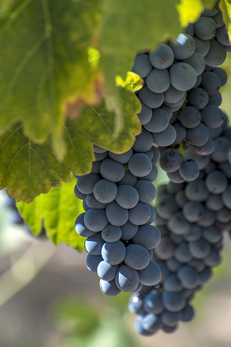lens nikon wine vine grapes d750 nikkor 70300mm grapevine ripe
