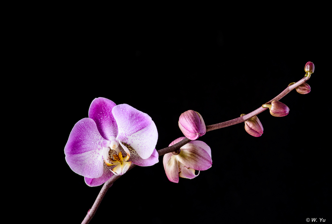 Orchids022016-4