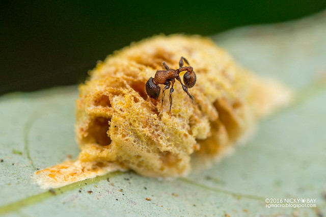 Ant (Tetramorium sp.) - DSC_6340