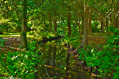 Forest Creek_HDR2