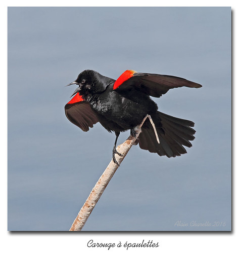 birds oiseaux redwingedblackbird icteridae baiedufebvre passereaux carougeàépaulettes agelaiusphoneiceus ictéridés salmo52 alaincharette