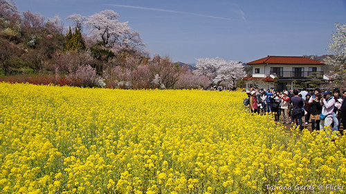 flowers people field yellow japan photographers hanami hanamiyama