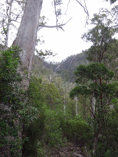 cliff tree creek forest waterfall tasmania squarehill snugtiers slipperyfalls slipperycreek snugtiersrecreationarea pelveratafallstrack
