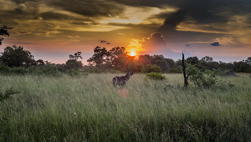 sunset southafrica krugernationalpark mpumalanga krugerpark kruger satara waterbuck s100 sataracamp krugersunset s100sunset