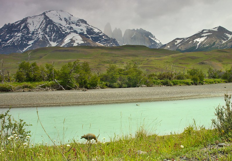 Del Paine a Puerto Natales - Por el sur del mundo. CHILE (6)