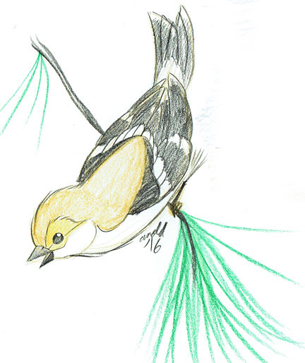 1.31.16 - Winter Goldfinch