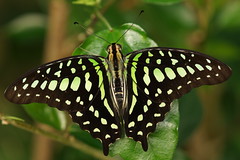 Beautiful Butterfly (Tailed Jay )