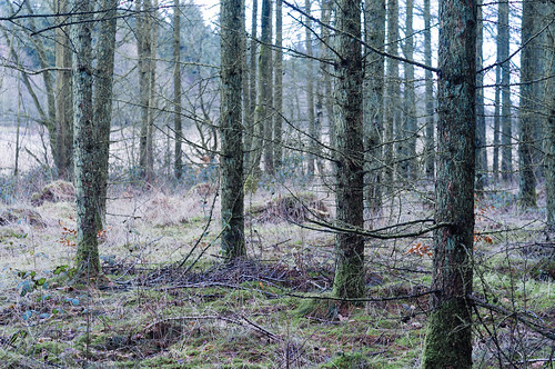 nature forest denmark 50mm pentax serene jutland pentaxkx sønderjylland løgumkloster logumkloster autochinon southernjutland autochinon50mmf19