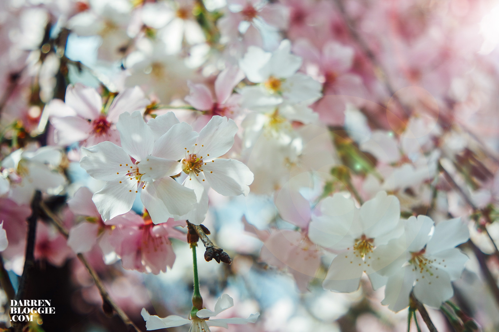 Blossom-beats-sakura-cherry-gardensbythebay-26