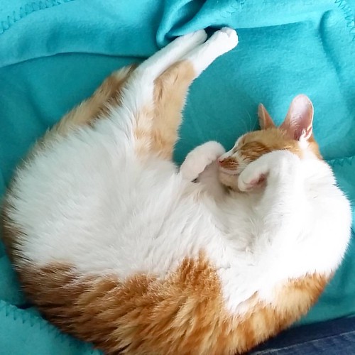Cats sleep in such fascinating positions! Such a cute little fuzzball! #catsofinstagram #kittycuddles #kitty #cats #cutenessoverload #meeshathecat #meesha #catyoga #fuzzball