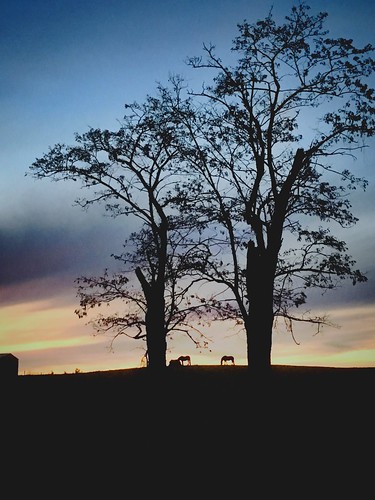 winter sunset horses farm silhouettes iphone buckler