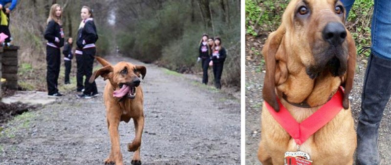 Každý pes má svůj den: fenka dokončila půlmaraton na 7. místě