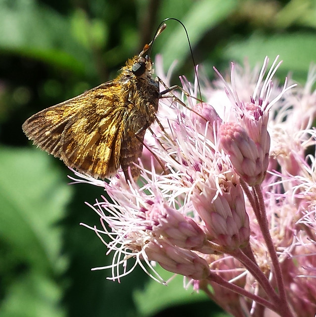 brown butterfly from the right side, leaning back with its proboscis extending up and then down into joe pye weed