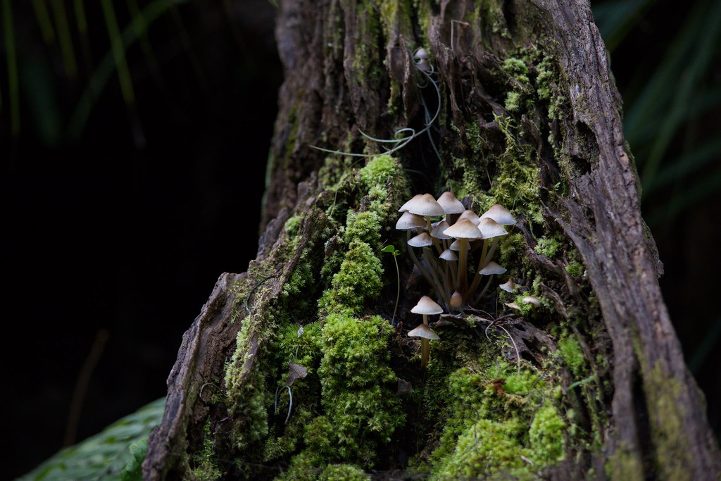 Mushroom Colony inside tree stump