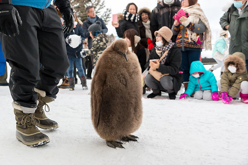 snow japan penguins hokkaido asahiyamazoo penguinwalk
