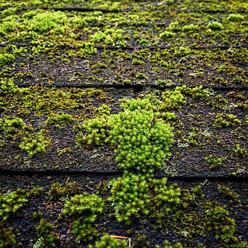 nature moss shingles iphone almostheavenwestvirginia countryroadstakemehome iphonephoto boldgreen iphoneography iphone6 instagramapp iphone6photo