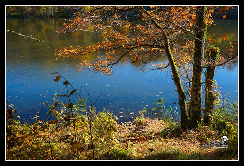 france automne paysages forêt 2015 châtillonnais bourgognecôtedor chatillonsurseine21400 étangsdesmarots christianlabeaune