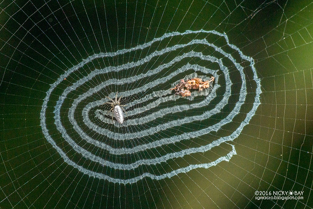 Trashline orb weaver spider (Cyclosa sp.) - DSC_6090b