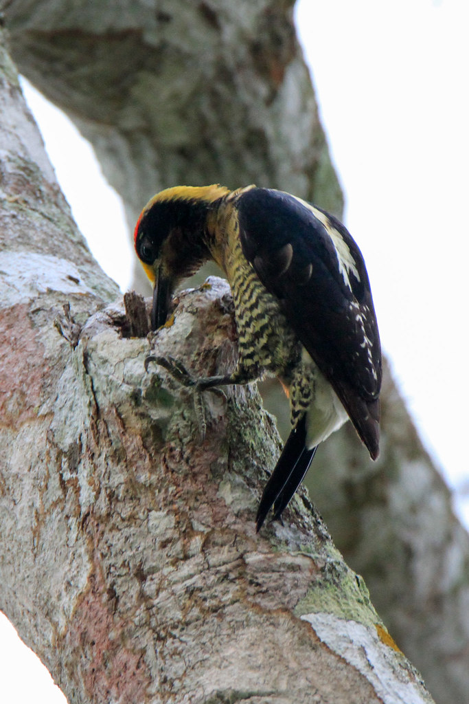 _MG_7678 Golden-Naped Woodpecker
