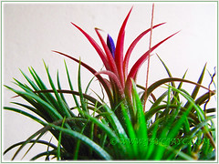 Tillandsia ionantha (Tilly, Air Plant, Blushing Bride) started blooming beautifully for the first time, Dec 15 2015