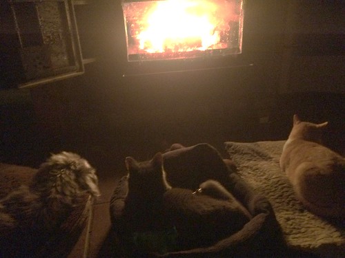 catcatsdogfirewarmglow