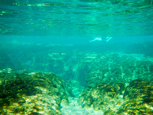 park water spring underwater springs ocalanationalforest saltsprings
