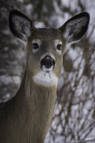 wild eyes doe deer