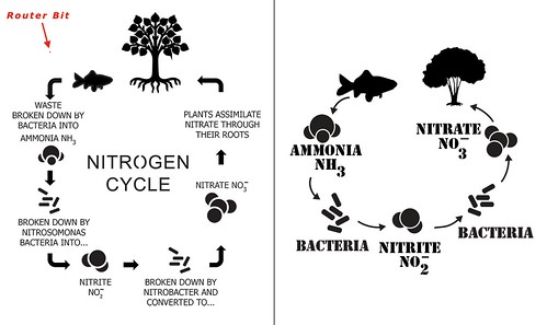 Aquaponics Project: Nitrogen Diagram Before and After