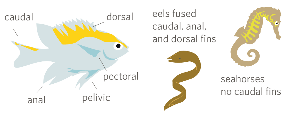 Its Fish Week on iNaturalist! Feb 21 - 27, 2016 · iNaturalist