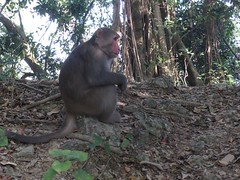 20160101-獼猴6-1