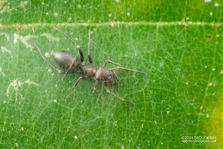 Ant-mimic jumping spider (Myrmarachne sp.) - DSC_8238