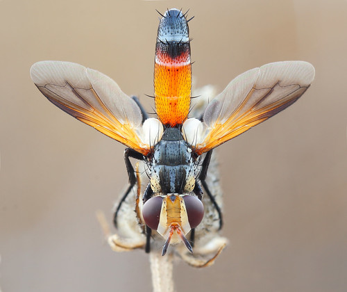 macro canon insect fly mosca reversedlens diptera macrophotography macrofotografía tachinidae extensiontubes cylindromyia 1000d konicahexanon40mm fieldstacking