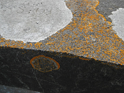 Abstract lichen texture at a cemetery in France