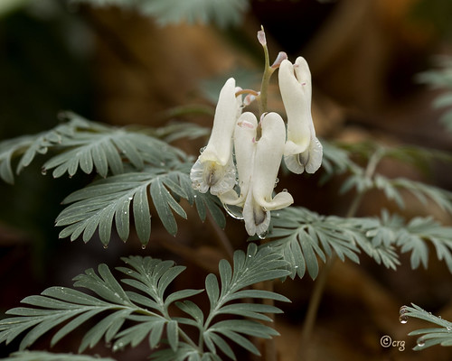 white pennsylvania pisgah dicentra papaveraceae wfgna squirrelcorn dicentracanadensis bradfordcounty fumarioideae