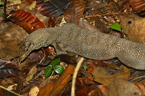 lizard malaysia tamannegara varanidae cloudedmonitorlizard varanusnebulosus xaviermalleret taxonomy:binomial=varanusnebulosus