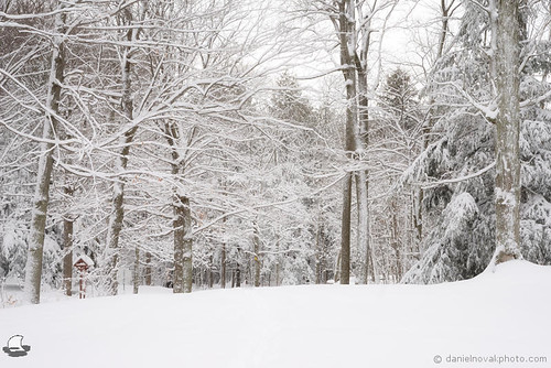 park trees winter white ny newyork cold nature forest season landscape outdoors woods westernnewyork wny orchardpark chestnutridge etbtsy