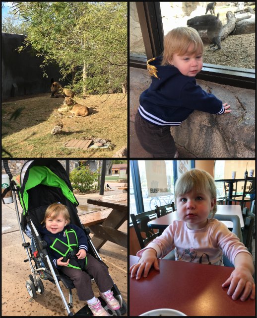 zoo collage