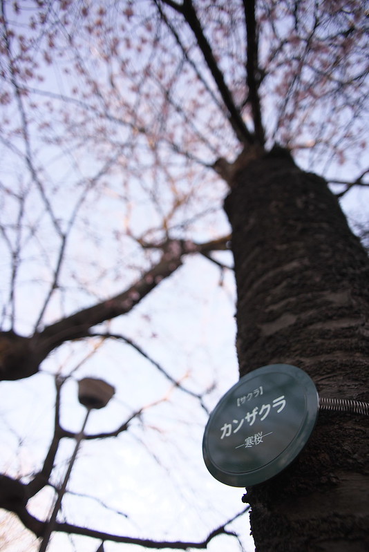 東京路地裏散歩 上野公園の寒桜 カンザクラ 2016年2月10日