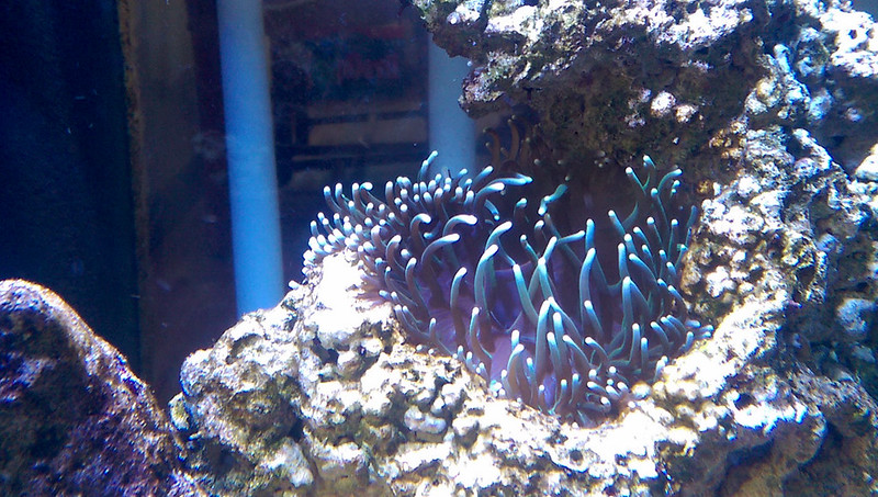 ReefCentral-Picture-52