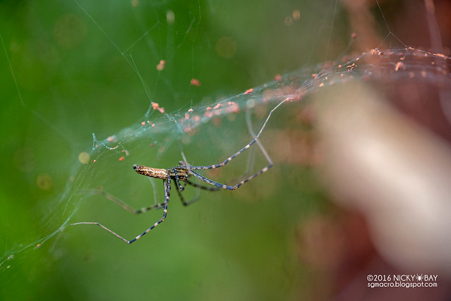 Lace-sheet spider (Psechrus sp.) - DSC_6208