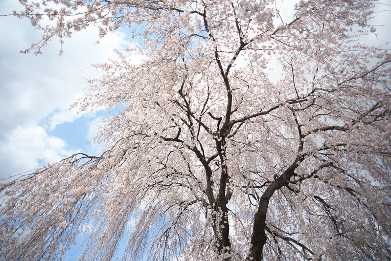 東京路地裏散歩 谷中の枝垂れ桜 2016年3月27日