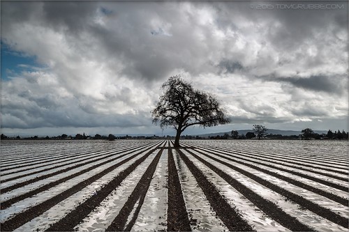 california tree clouds landscape farm rows gilroy irrigation