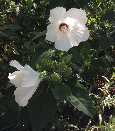 Marsh Mallow